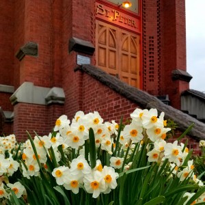Daffodils in bloom outside St Peter's Landmark in The Dalles Oregon
